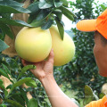 Grapefruit High Quality 2021 New Crop Chinese Shaddock fresh Honey Pomelo